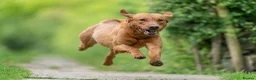 Labrador Retriever dogs for stud: FOX RED LABRADOR  AVAILABLE AT STUD in Newark - Advert 4