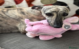 Whippet dogs for sale: Adorable KC reg Whippet puppies 🩷💙 - Image 9