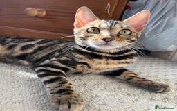 Bengal cats for sale: TICA registered female glitter coat 1year Bengal  - Image 10