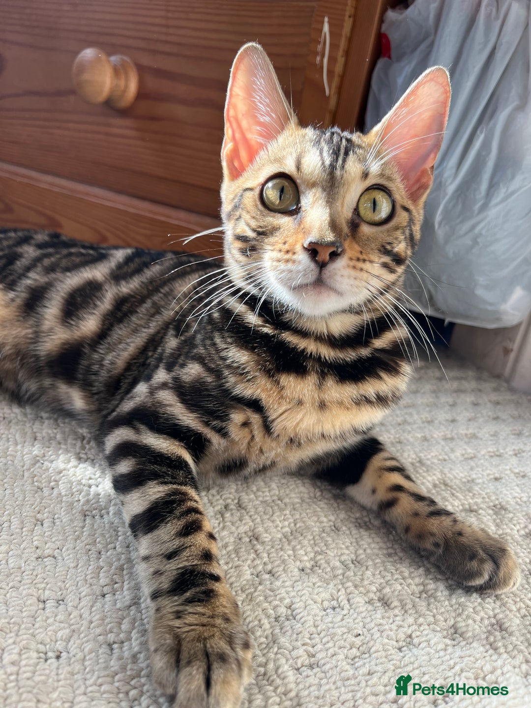 Bengal cats for sale: TICA registered female glitter coat 1year Bengal  - Image 10