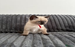 Ragdoll cats for sale: 2 Ragdoll Kittens left 🐾🤍 READY TO LEAVE NOW! - Image 27