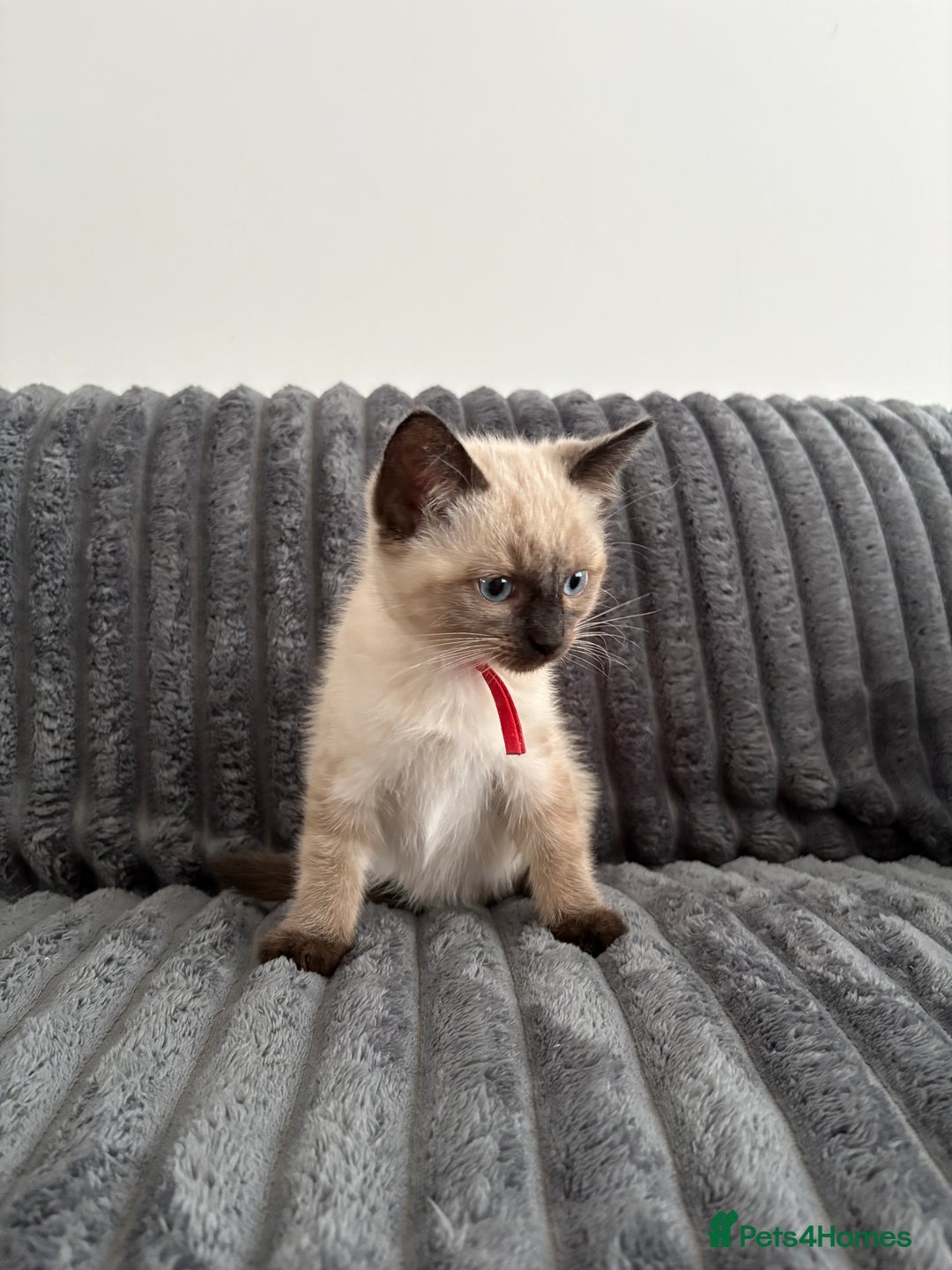 Ragdoll cats for sale: 2 Ragdoll Kittens left 🐾🤍 READY TO LEAVE NOW! - Image 27