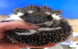 Pygmy Hedgehog rodents for sale: Stunning super friendly hoglets ready now!  - Image 14