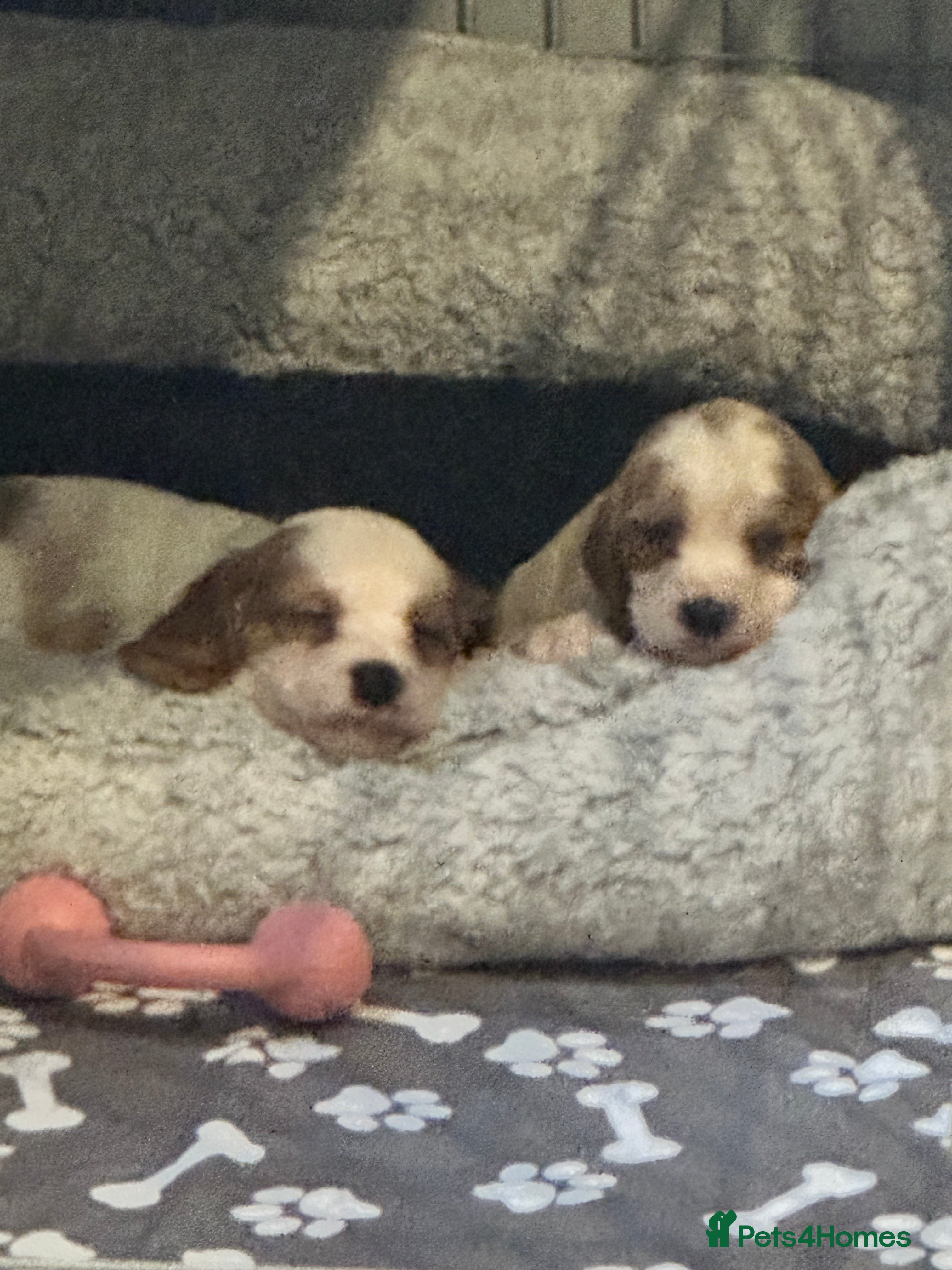 Cockalier dogs Cockalier puppies  - Advert 5