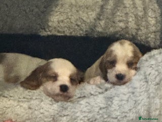 Cockalier dogs Cockalier puppies - Advert 5