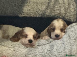 Cockalier dogs Last cockalier puppy x - Advert 18