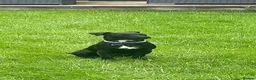 Patterdale Terrier dogs for sale: 10 month old Patterdale looking for forever home.  - Advert 5
