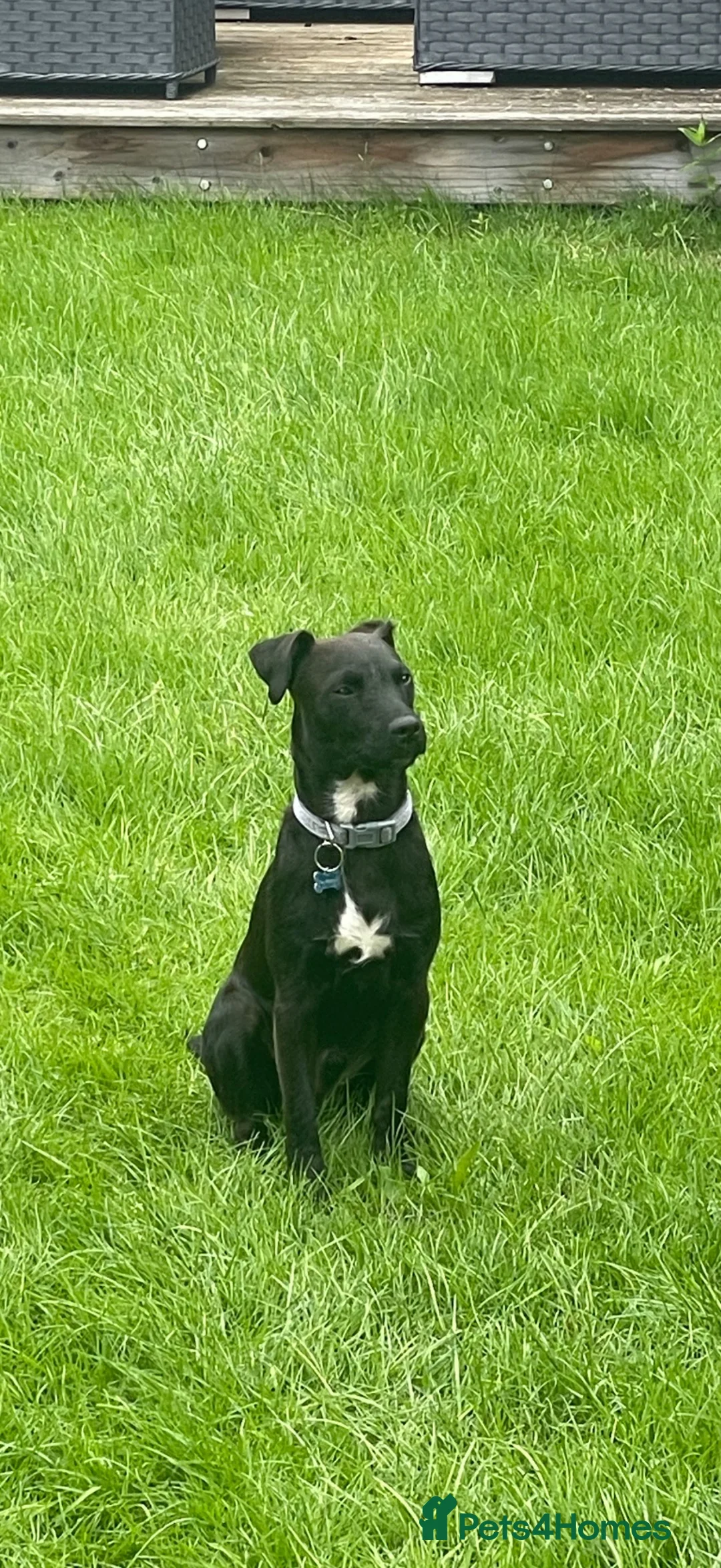 Patterdale Terrier dogs for sale: 10 month old Patterdale looking for forever home.  - Advert 5
