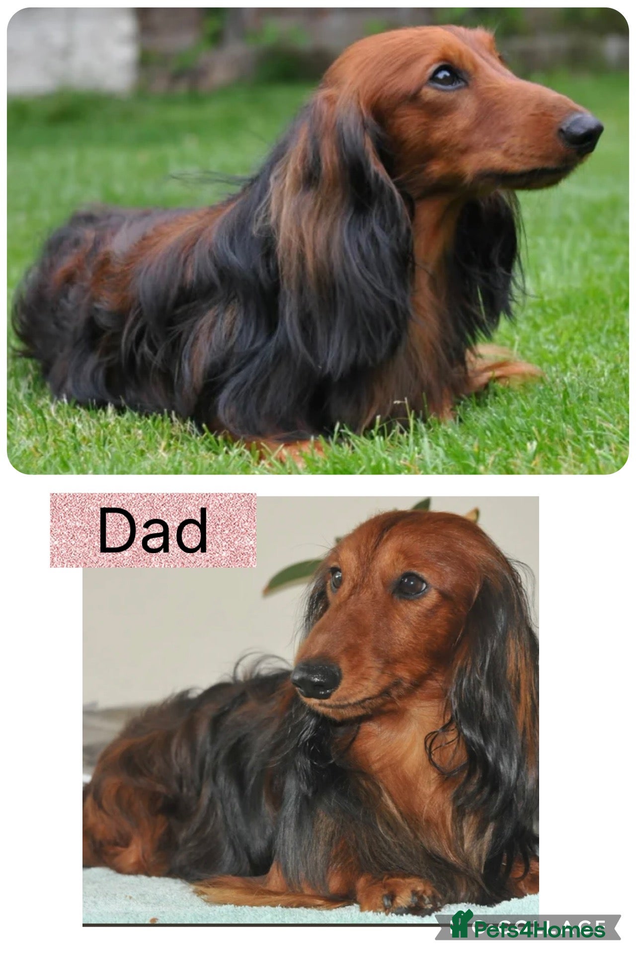 Dachshund dogs  Beautiful Miniature Dachshund Puppies  - Advert 1