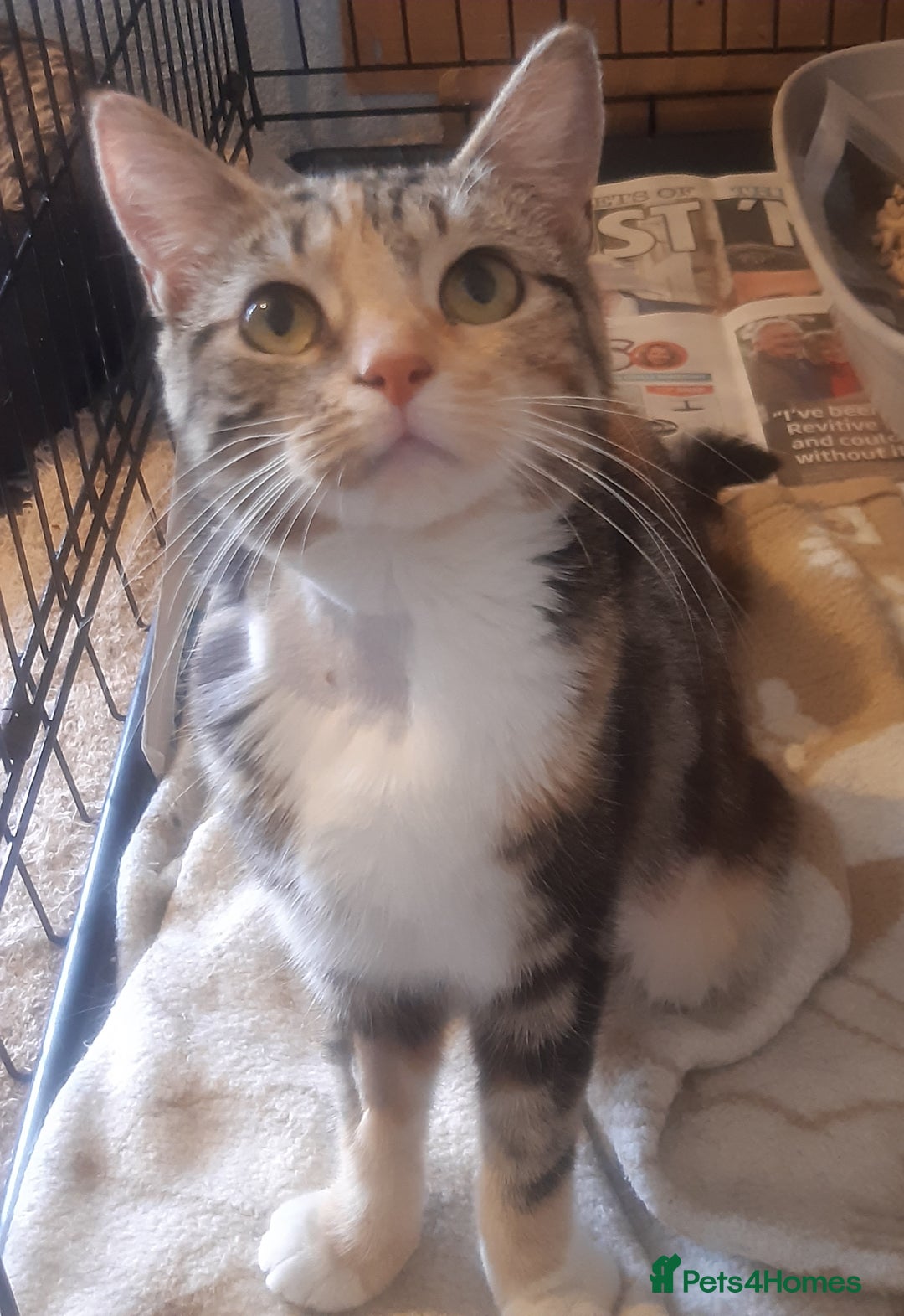 Mixed Breed cats for adoption: Help give Rosy her forever home - Image 2
