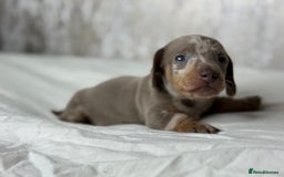Miniature Dachshund dogs for sale: quality minature dachshunds (ready 14th october) - Image 9