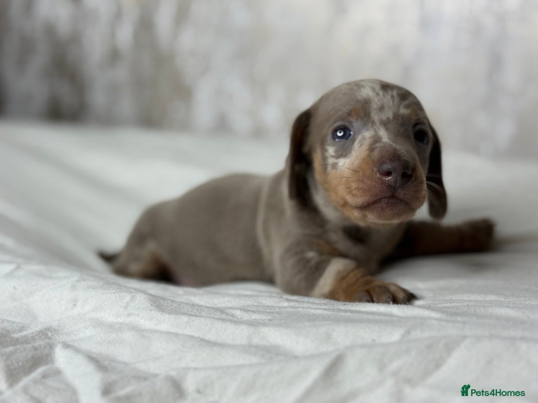 Miniature Dachshund dogs for sale: quality minature dachshunds (ready 14th october) - Image 9