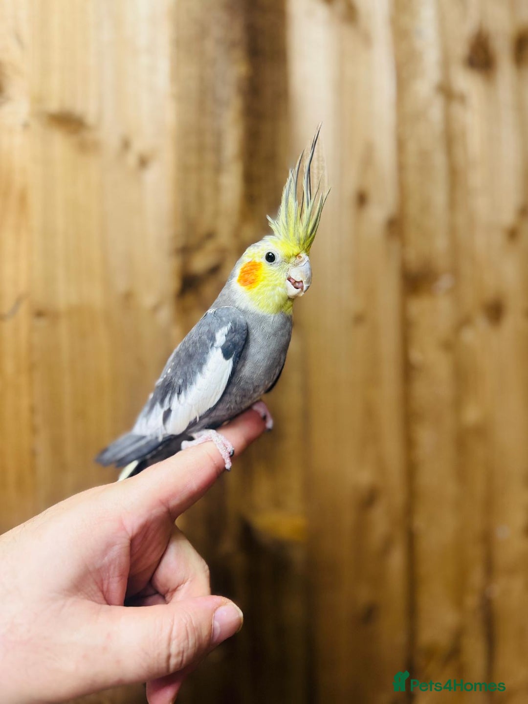 Cockatiels birds for sale: Cocktails  - Advert 5