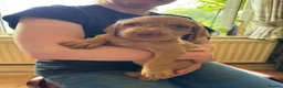 Hungarian Vizsla dogs for sale: Hungarian wired haired vizsla pups ready now - Advert 10