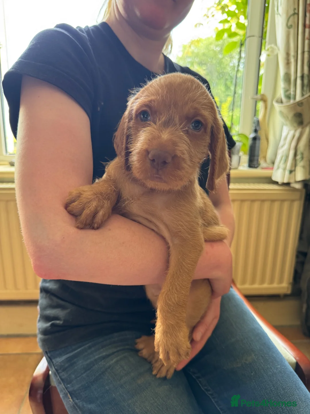 Hungarian Vizsla dogs for sale: Hungarian wired haired vizsla pups ready now - Advert 10