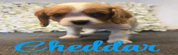 Cavalier King Charles Spaniel dogs for sale: Last one - Ready to go - Beautiful KC Registered  - Advert 6