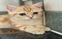 British Shorthair cats for sale: GCCF reg BSH Chocolate Golden Odd Eyes Last Male in London - Image 29