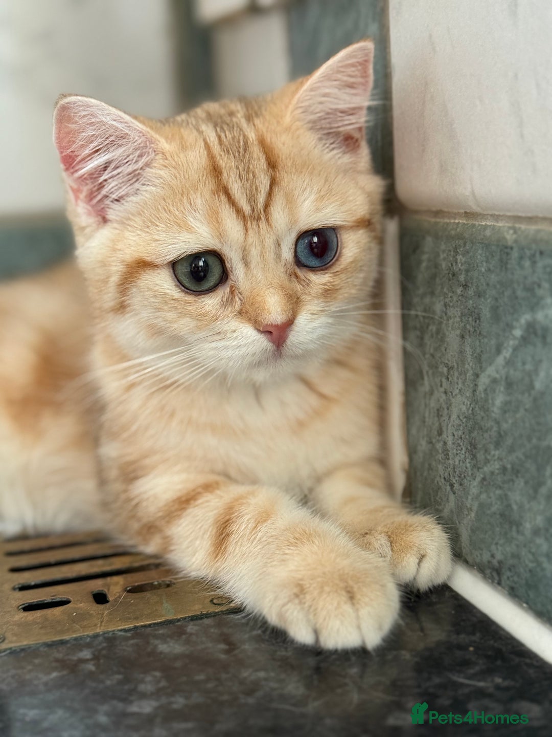 British Shorthair cats for sale: GCCF reg BSH Chocolate Golden Odd Eyes Last Male in London - Image 29