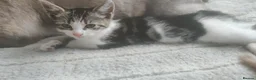 Mixed Breed cats for sale: Beautiful soft loving kitten  - Advert 12