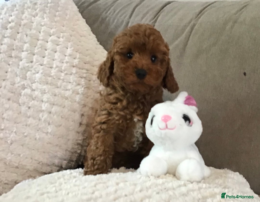Cockapoo dogs for sale: ADORABLE SMALL MINIATURE F1B COCKAPOO PUPPIES - Image 2