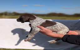 German Shorthaired Pointer dogs for sale: 7 Beautiful KC GSP Puppies - Image 13