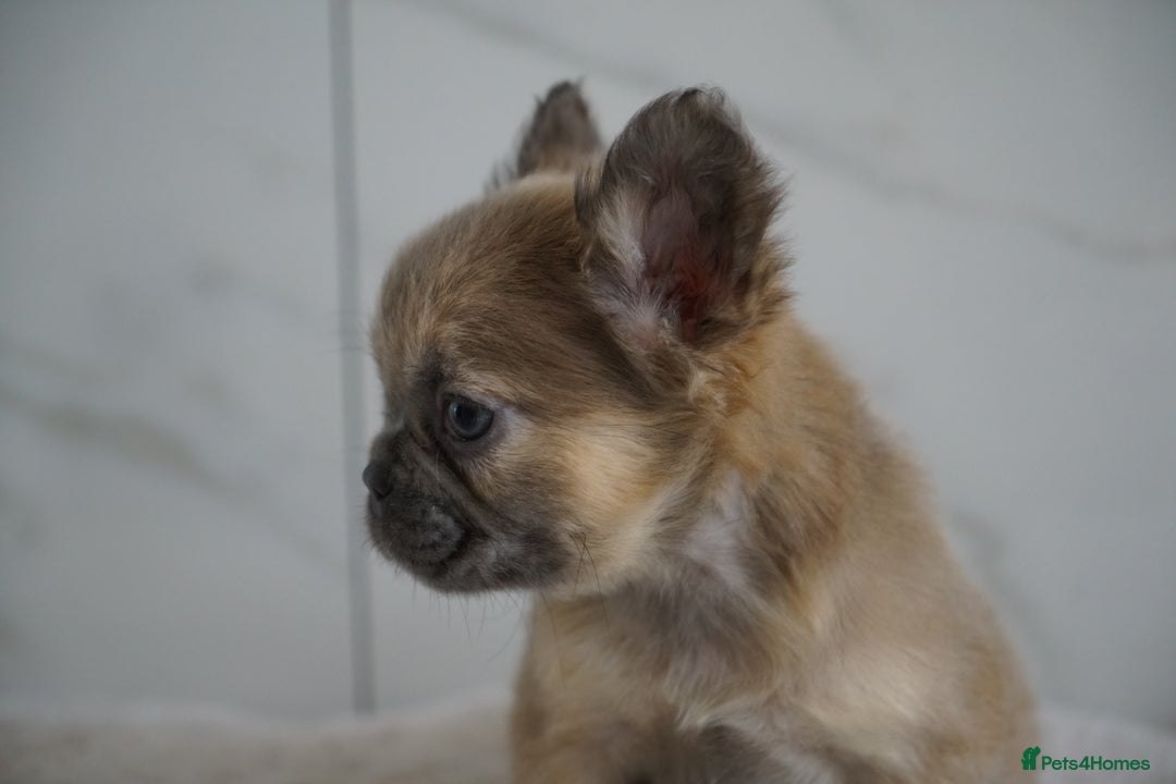 French Bulldog dogs for sale: Exceptional Fluffy French Bulldog Puppies - Image 23
