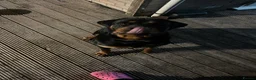 Rottweiler dogs for sale: Lovely Bubbly Rottie for sale  - Advert 3