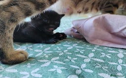 Mixed Breed cats for sale: 6 Gorgeous Kittens Looking for Forever Homes  - Image 33