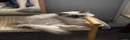 Ragdoll cats for sale: 5 years Ragdoll Male Cat Neutered loves Chicken in London - Advert 4