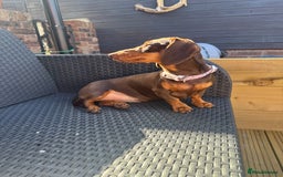 Miniature Dachshund dogs for sale: Chocolate and tan female dachshund  - Image 2