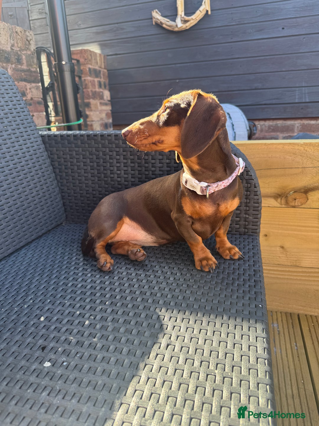 Miniature Dachshund dogs for sale: Chocolate and tan female dachshund  - Image 2