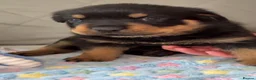Rottweiler dogs for sale:  Nearly 5 weeks old lovely little rotwieler puppys - Advert 3