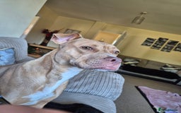 Mixed Breed dogs for sale: American Bull dog (cross) - Image 3