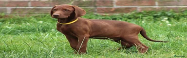 Mixed Breed 3