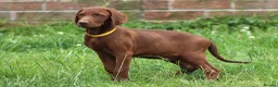 Mixed Breed dogs for sale: STUNNING VISZLSMANS - Advert 3