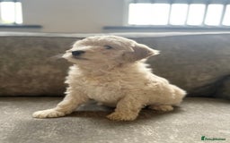 Cockapoo dogs for sale: Outstanding Cockapoos for sale  - Advert 14