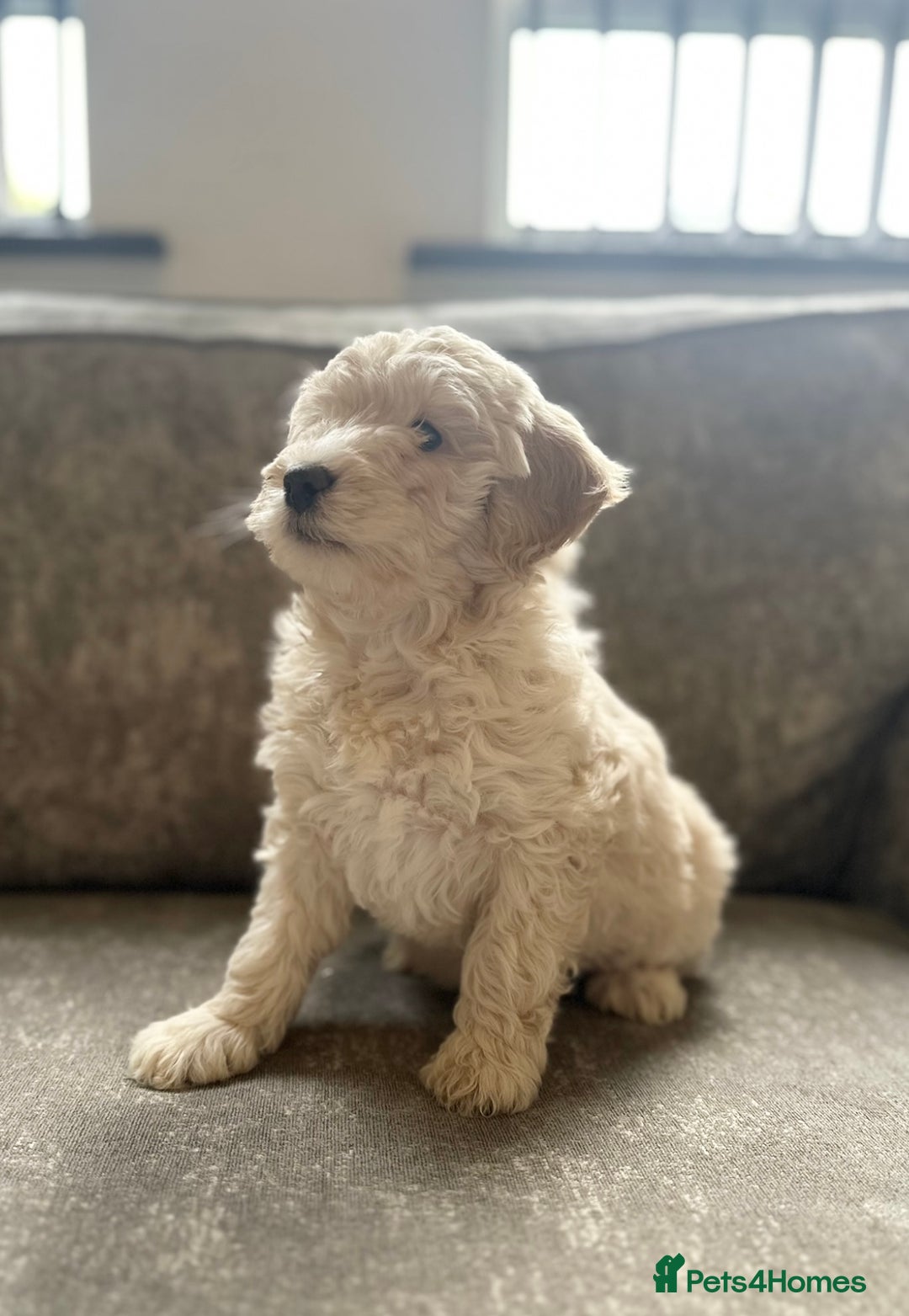 Cockapoo dogs for sale: Outstanding Cockapoos for sale  - Advert 14