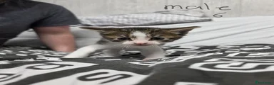 Mixed Breed Kitten 6