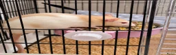 Rat rodents for sale: White albino rat with ginger patches, female. in Halifax - Advert 1