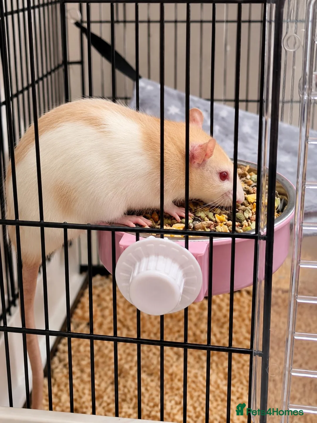 Rat rodents for sale: White albino rat with ginger patches, female. in Halifax - Advert 1