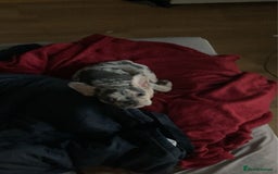 French Bulldog dogs for sale: Tri-Colour Merle French Bulldog for sale - Image 4