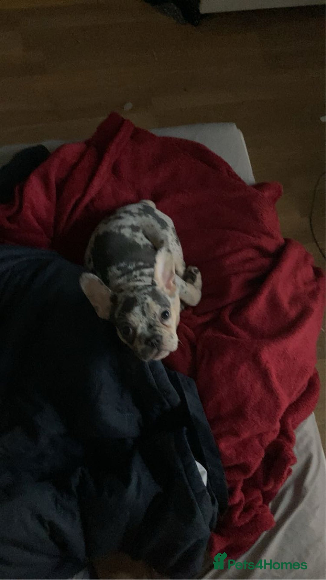 French Bulldog dogs for sale: Tri-Colour Merle French Bulldog for sale - Image 4