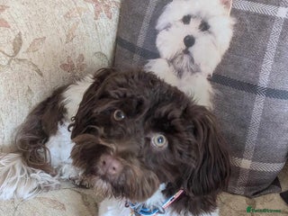 Havanese dogs in Lincoln - Advert 2