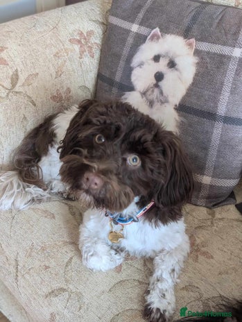 Havanese dogs in Lincoln - Advert 1