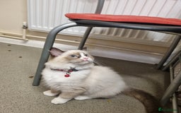 Ragdoll cats for sale: Bicolour Ragdoll Kitten  - Image 5