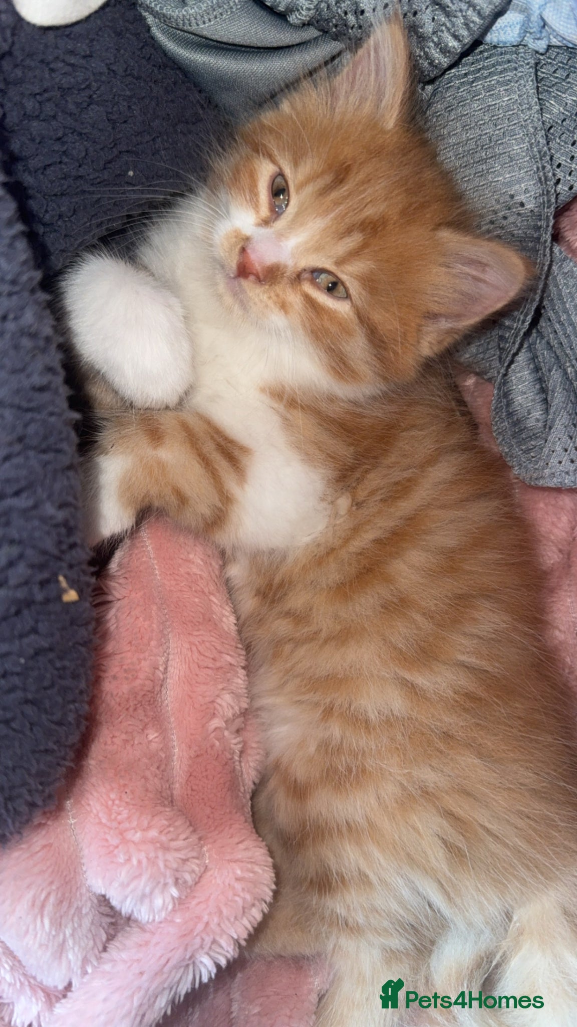 Persian cats for sale: 2 stunning PersianX kittens looking for new homes  - Advert 3