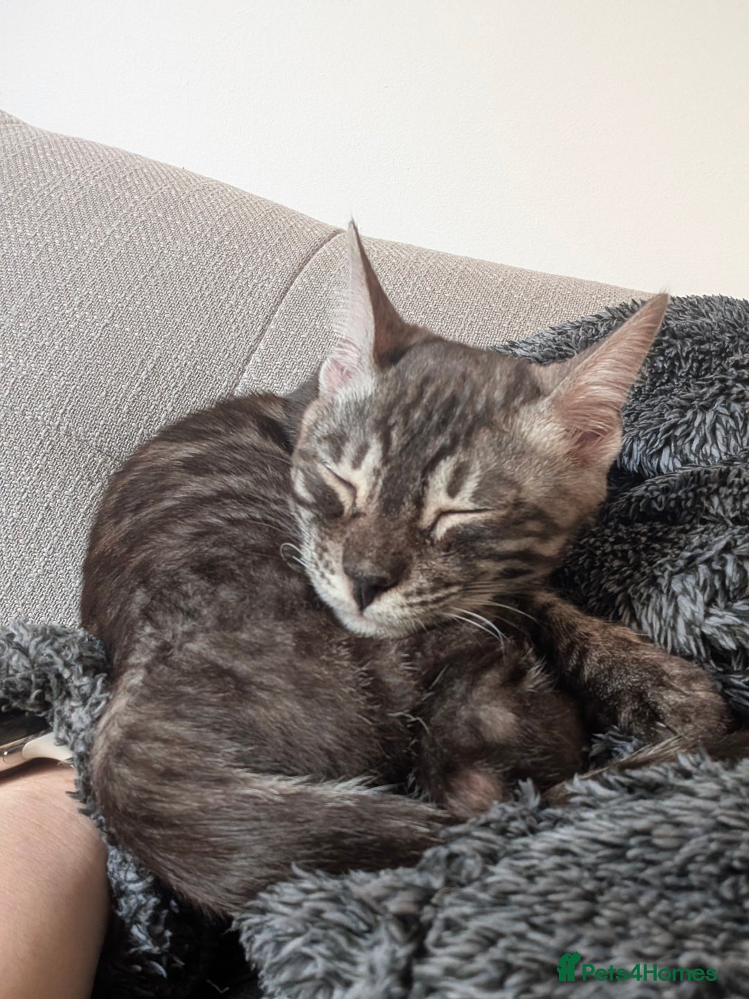 Bengal cats for sale: 2x Silver bengal for sale - male - Advert 5