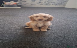 Cockapoo dogs for sale: Cockapoo puppy  - Image 6