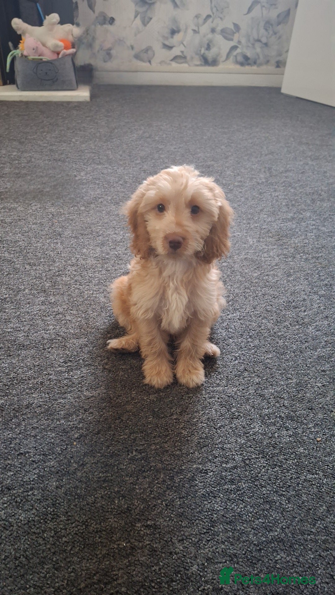 Cockapoo dogs for sale: Cockapoo puppy  - Image 6