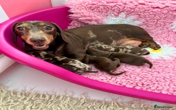 Miniature Dachshund dogs for sale: Outstanding Litter 5 Star Breeder ⭐️⭐️⭐️⭐️⭐️ - Image 6
